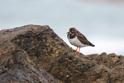 IMG_7873 Turnstone.JPG